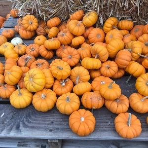 Meet your Posher, Sierra